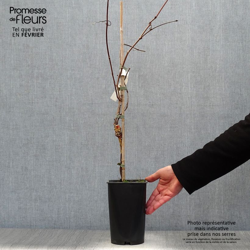 Vite Noir Hâtif de Marseille Vaso da 2L/3L esemplare consegnato in inverno