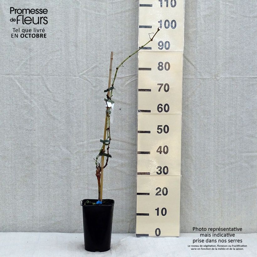 Esemplare di Vite Ora ZPd4 Vaso da 2L/3L come consegnato in autunno