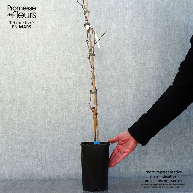 Vite Ora ZPd4 Vaso da 2L/3L esemplare consegnato in inverno