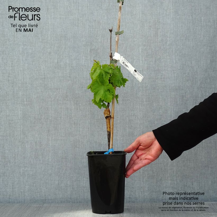 Vite Ora ZPd4 Vaso da 2L/3L esemplare consegnato in primavera