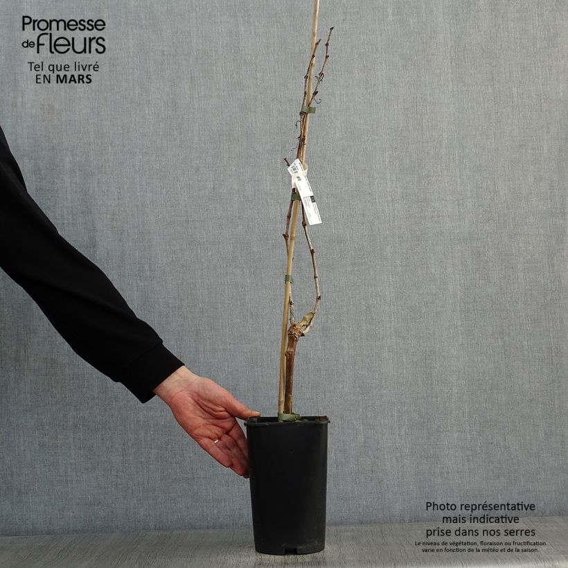 Vite Perle de Csaba Vaso da 1,5L/2L esemplare consegnato in inverno