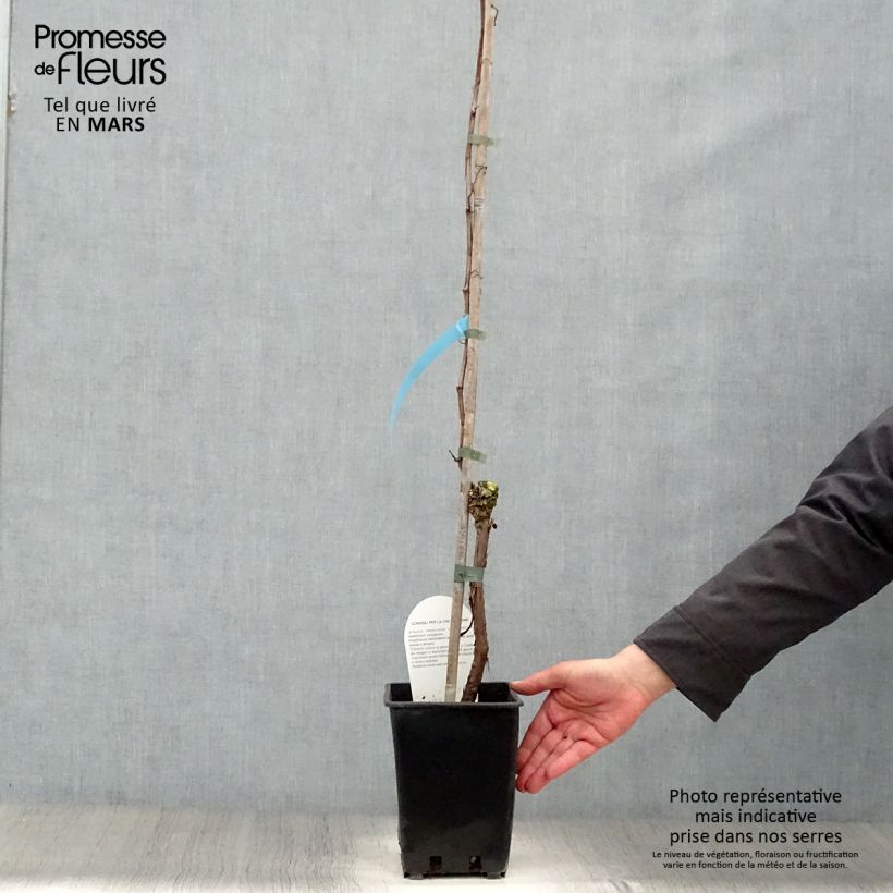 Vite Perle de Csaba Vaso da 1,5L/2L esemplare consegnato in primavera