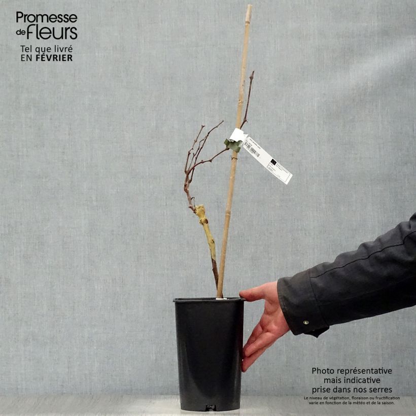 Vite Perlette Vaso da 2L/3L esemplare consegnato in inverno