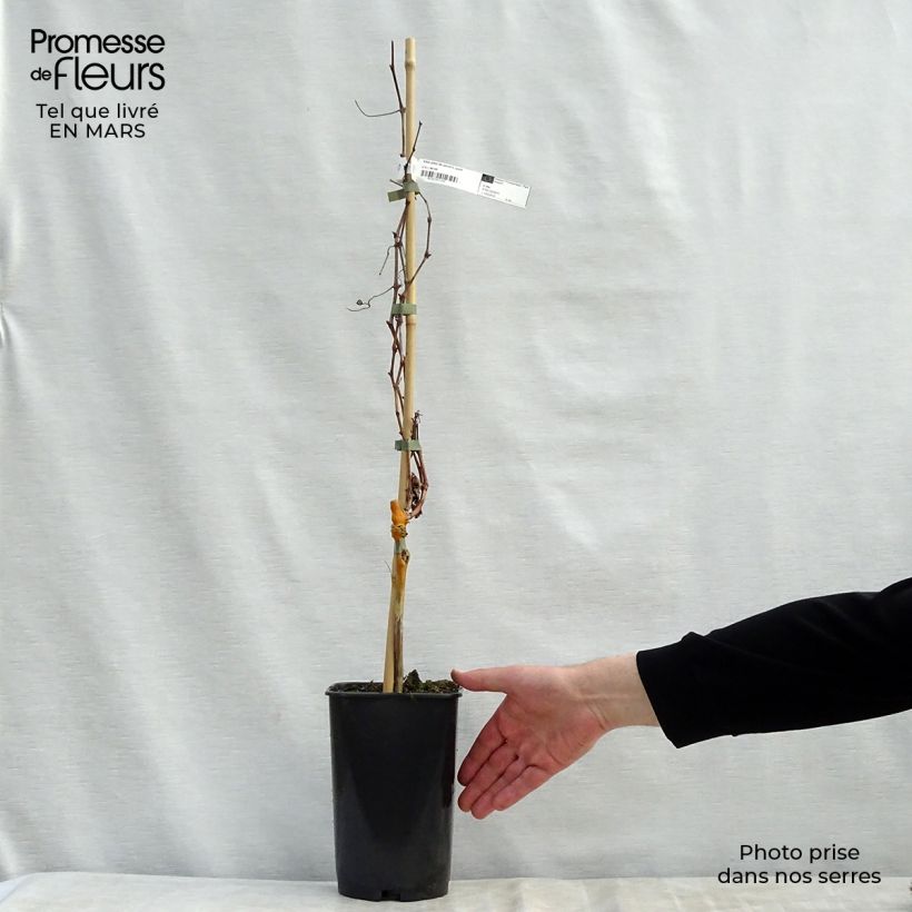 Vite Pied de Perdrix Vaso da 2L/3L esemplare consegnato in primavera