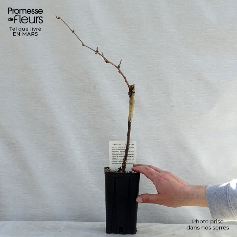 Vite Riesling Vaso da 1,5L/2L esemplare consegnato in primavera