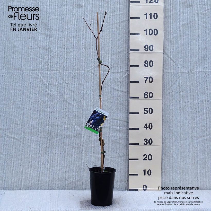 Vite da tavola VENUS Vaso da 1,5L/2L esemplare consegnato in inverno