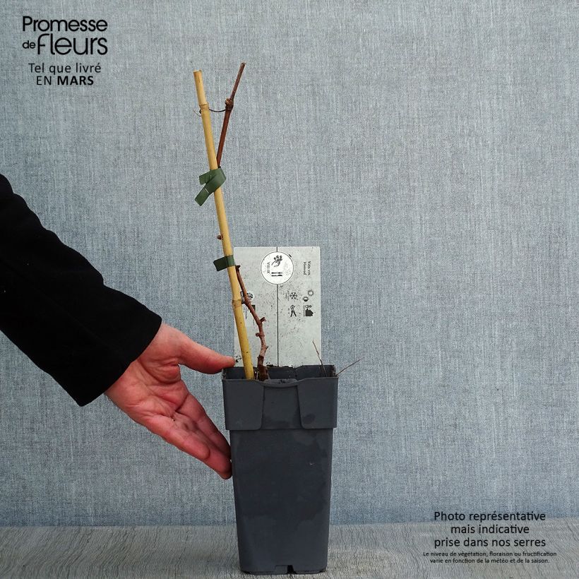 Vite Himrod Vaso da 1,5L/2L esemplare consegnato in inverno