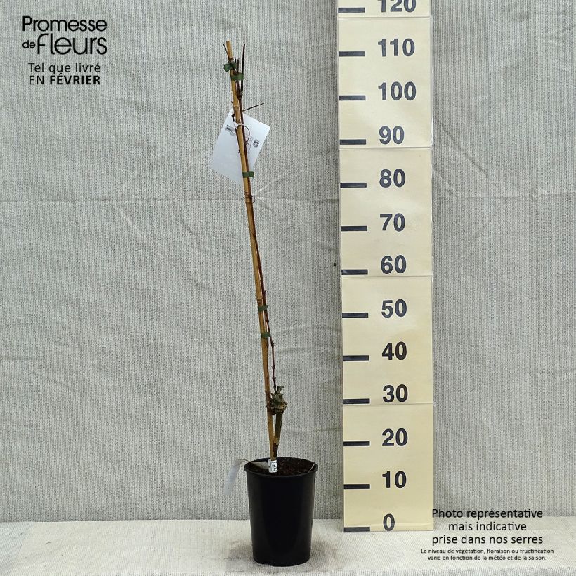 Vite Moscato blu Vaso da 2L/3L esemplare consegnato in inverno