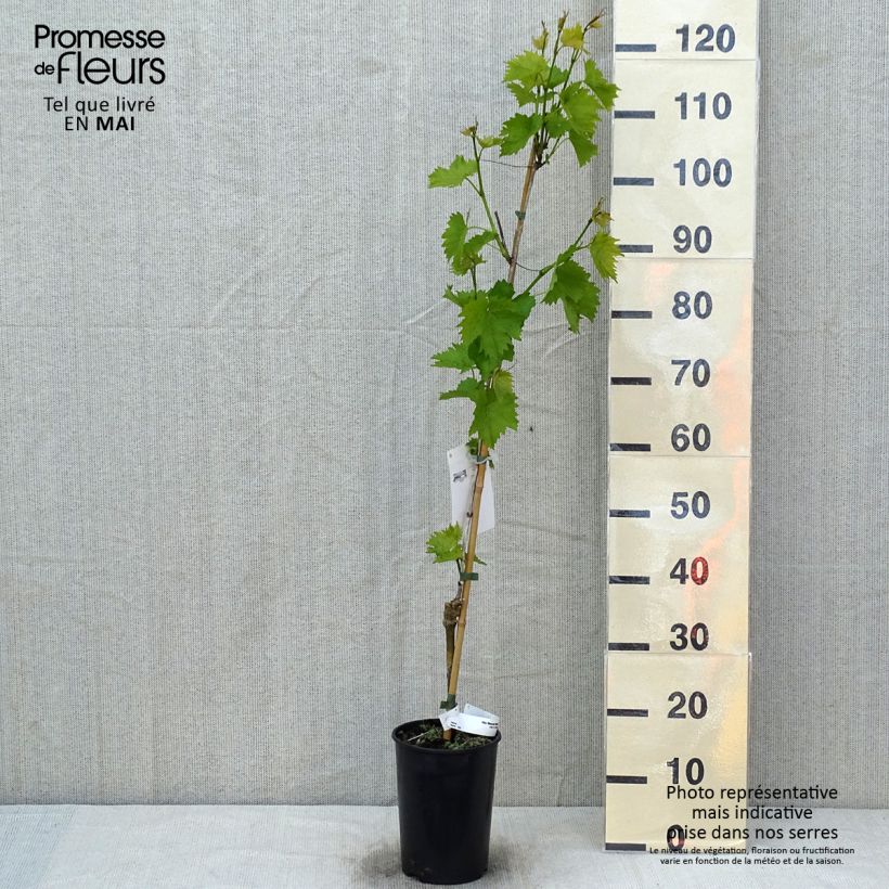 Vite Moscato blu Vaso da 2L/3L esemplare consegnato in primavera