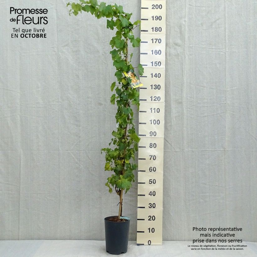 Esemplare di Vite da tavola Palatina Vaso da 4L/5L come consegnato in autunno