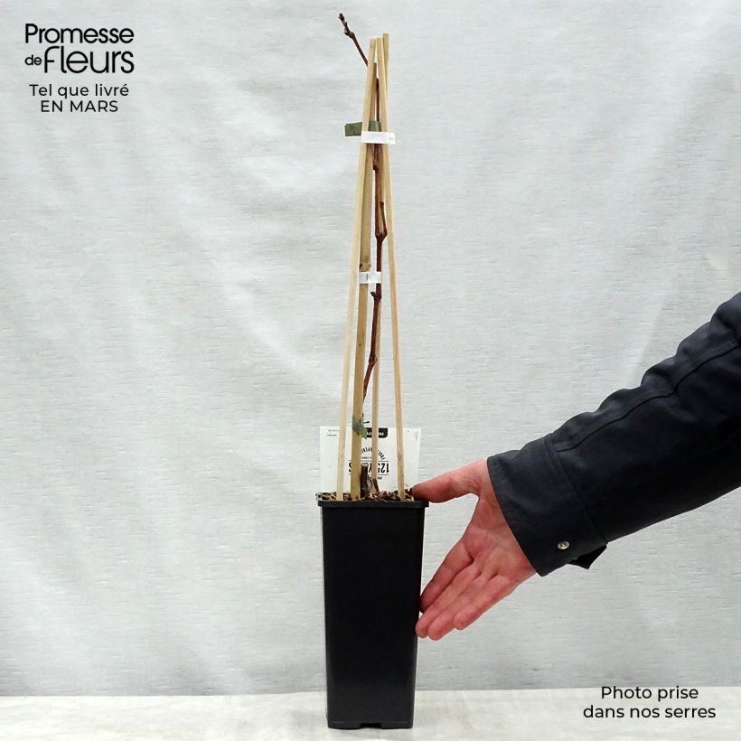 Vite Vroege Van Der Laan Vaso da 1,5L/2L esemplare consegnato in primavera