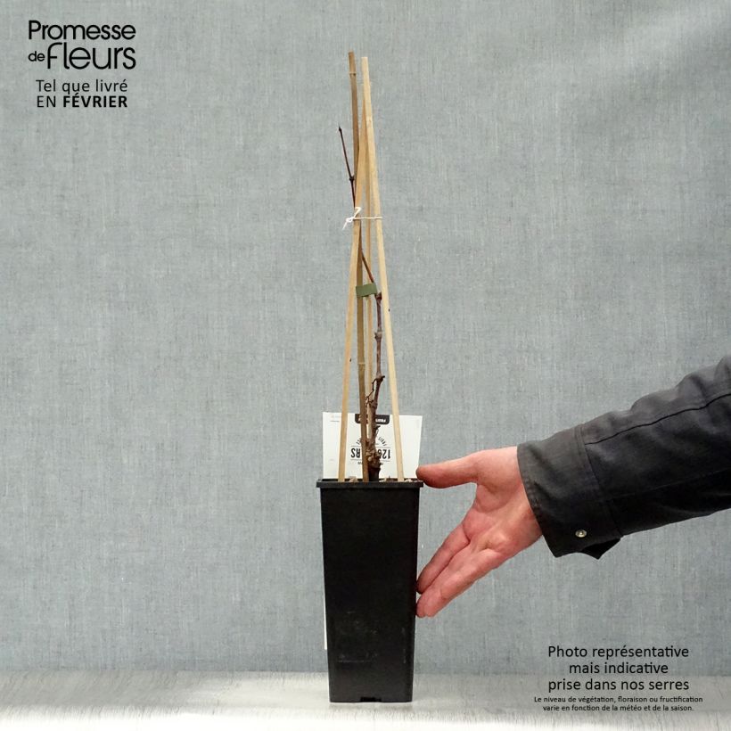 Vite Vroege Van Der Laan Vaso da 1,5L/2L esemplare consegnato in inverno