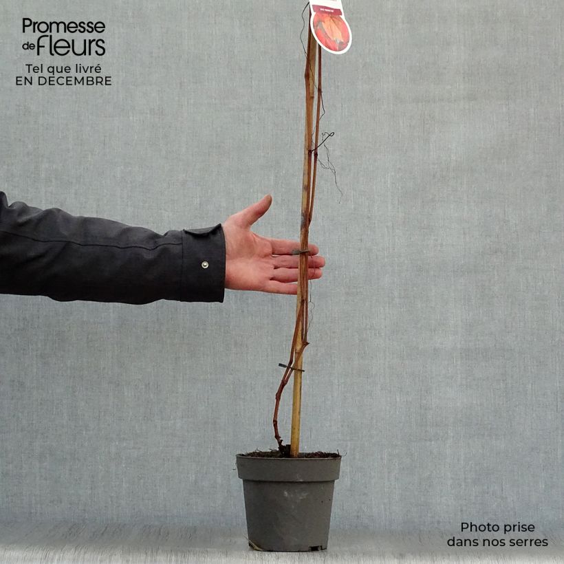 Vitis coignetiae - Vite ornementale Vaso da 2L/3L esemplare consegnato in inverno