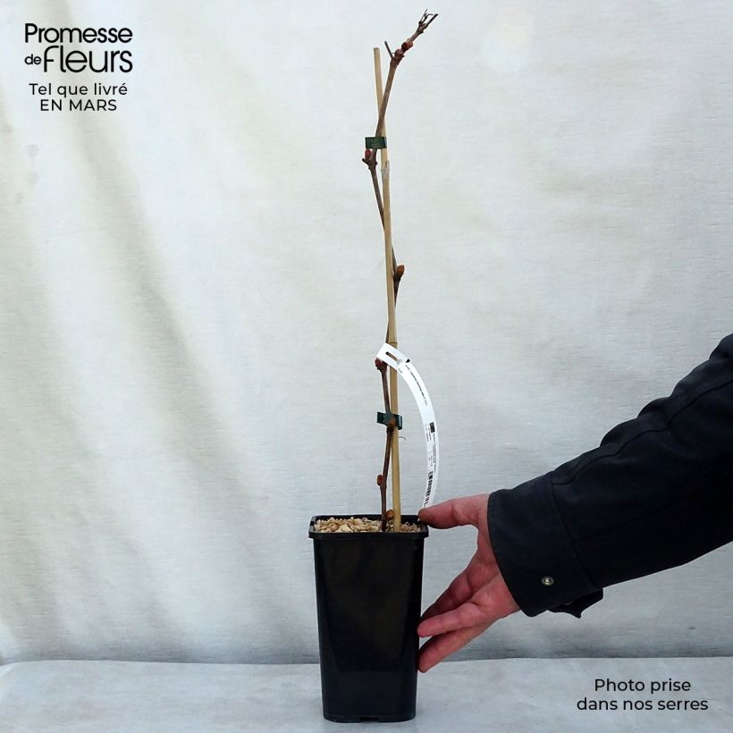 Vite Incana Vaso da 1,5L/2L esemplare consegnato in inverno