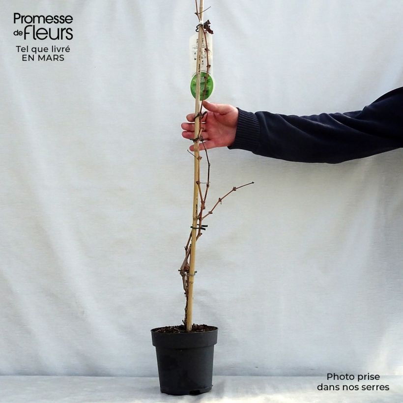 Vite Purpurea Vaso da 2L/3L esemplare consegnato in primavera