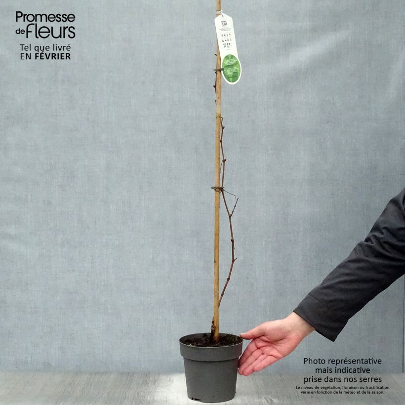 Vite Purpurea Vaso da 2L/3L esemplare consegnato in inverno