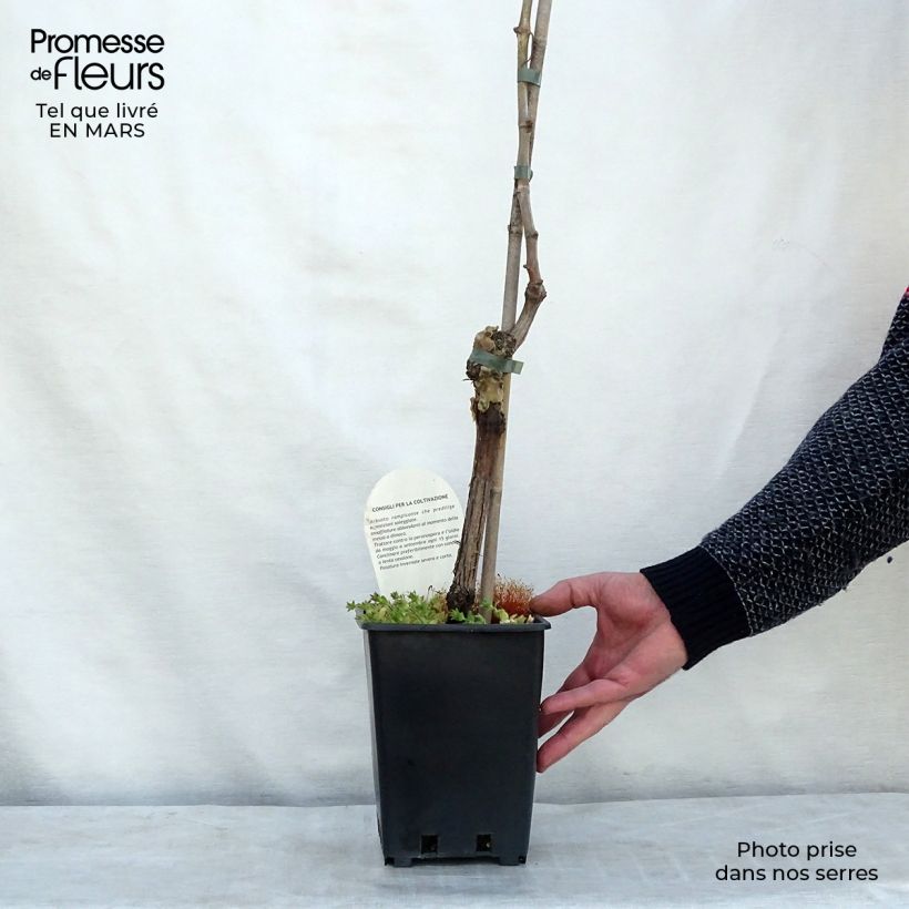 Vite Aperina bianca Vaso da 3L/4L esemplare consegnato in primavera