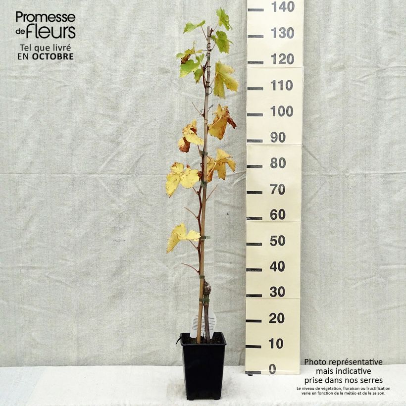 Esemplare di Vite Aperina Rossa Vaso da 3L/4L come consegnato in autunno