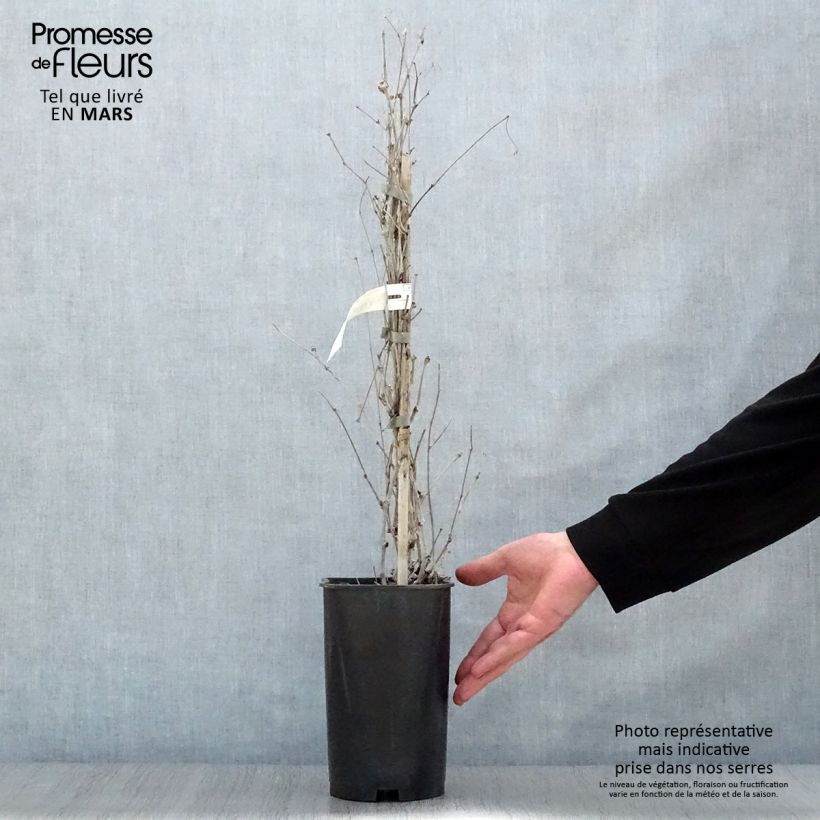 Ampelopsis brevipedunculata Elegans Vaso da 3L/4L esemplare consegnato in primavera