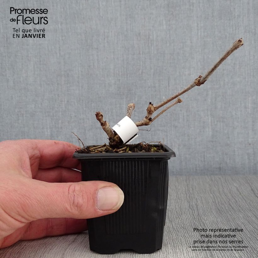 Parthenocissus quinquefolia Engelmannii - Vite americana Vasetto da 8/9 cm esemplare consegnato in inverno