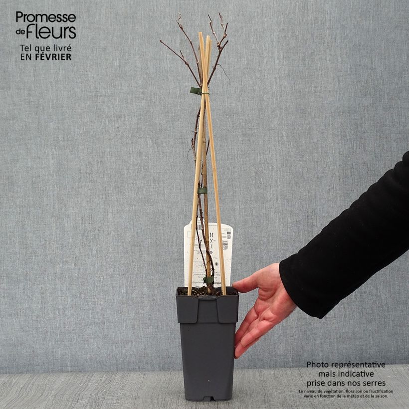 Parthenocissus quinquefolia Engelmannii - Vite americana Vaso da 2L/3L esemplare consegnato in inverno