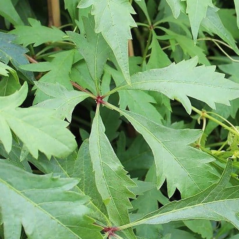 Parthenocissus quinquefolia Kirigami - Vite americana (Fogliame)