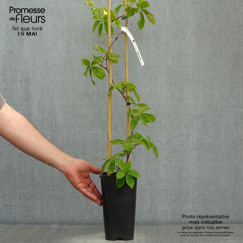Parthenocissus quinquefolia Red wall Troki - Vite americana Vaso da 2L/3L esemplare consegnato in primavera