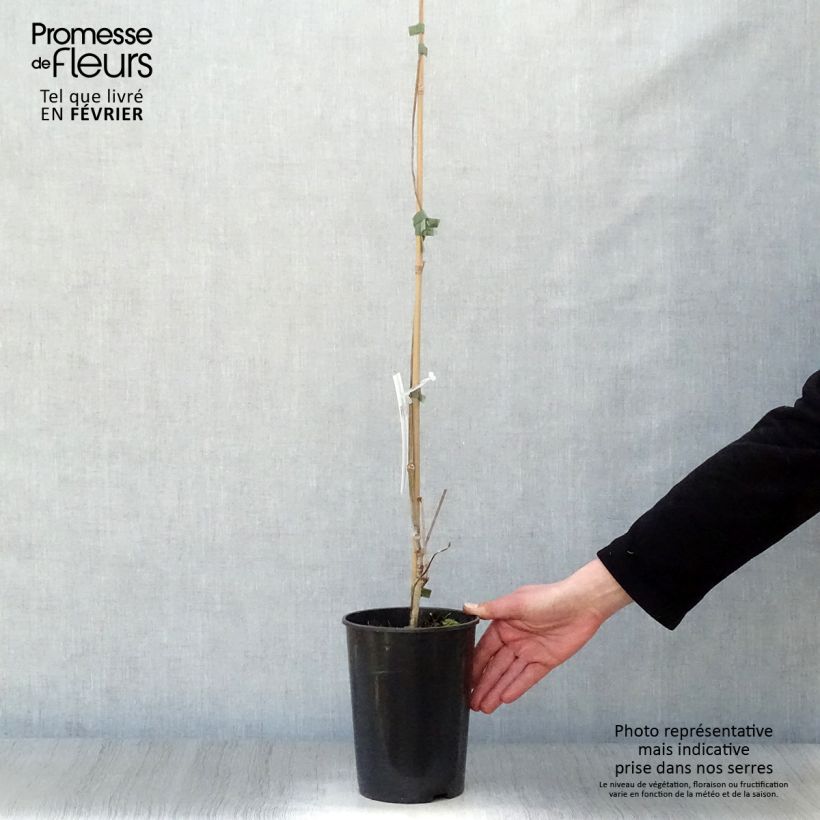 Parthenocissus quinquefolia - Vite americana Vaso da 2L/3L esemplare consegnato in inverno