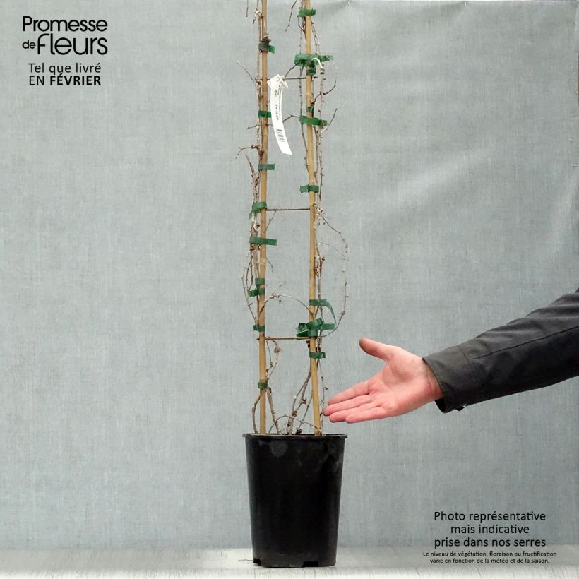 Parthenocissus tricuspidata Fenway Park Vaso da 4L/5L esemplare consegnato in inverno