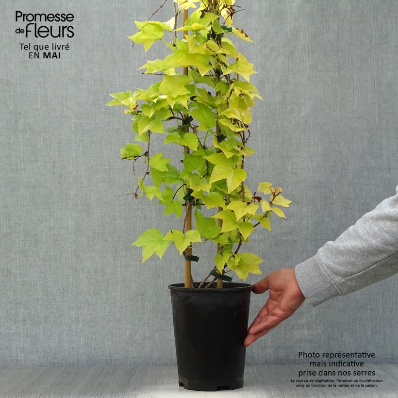 Parthenocissus tricuspidata Fenway Park Vaso da 4L/5L esemplare consegnato in primavera