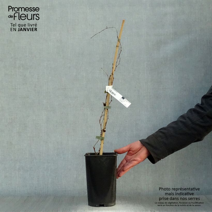 Parthenocissus tricuspidata Lowii Vaso da 2L/3L esemplare consegnato in inverno