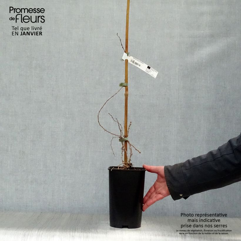 Parthenocissus tricuspidata Minutifolia Vaso da 2L/3L esemplare consegnato in inverno