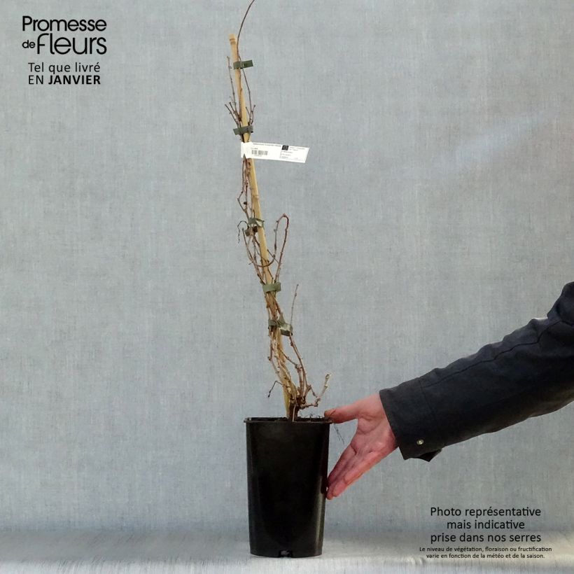 Parthenocissus tricuspidata Veitchii Robusta Vaso da 1,5L/2L esemplare consegnato in inverno