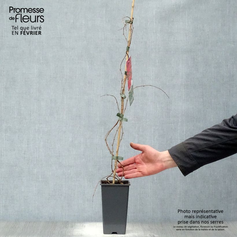 Parthenocissus tricuspidata Veitchii Vaso da 2L/3L esemplare consegnato in inverno