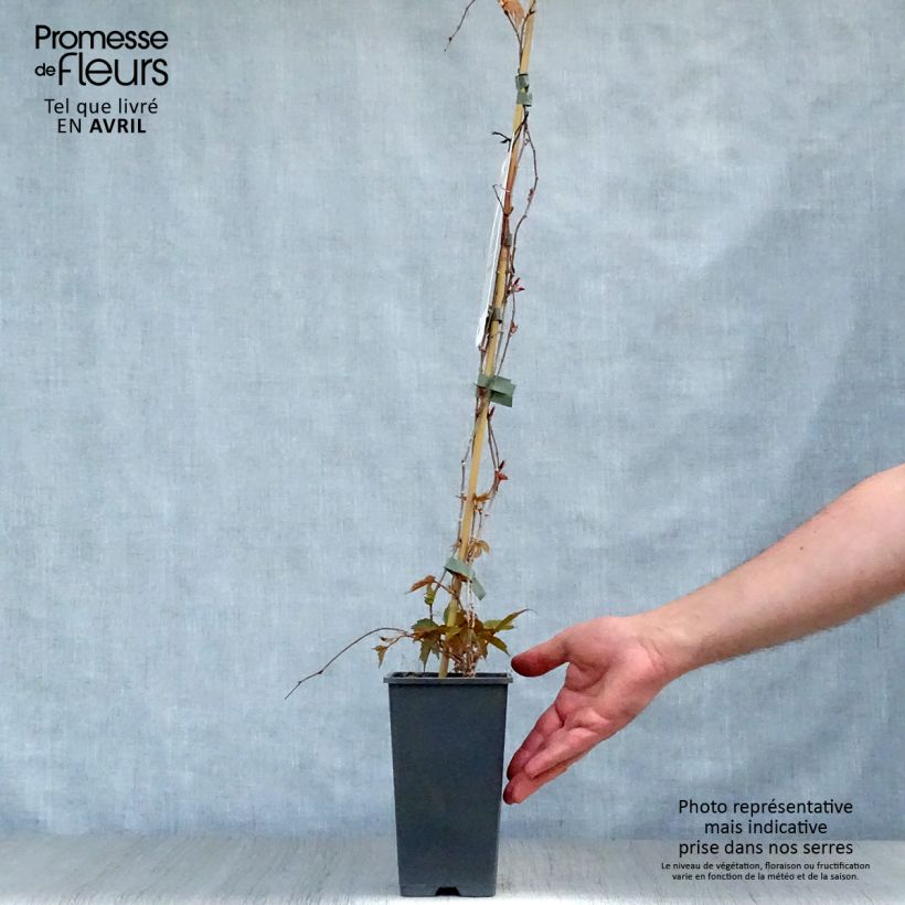 Parthenocissus tricuspidata Veitchii Vaso da 2L/3L esemplare consegnato in primavera