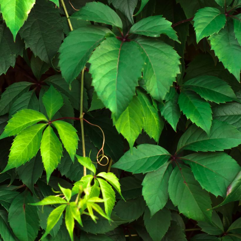 Parthenocissus viteacea - Vite inserita (Fogliame)