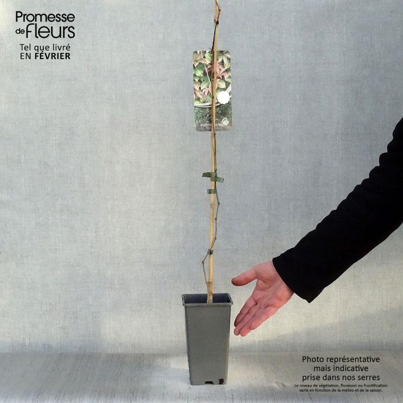 Parthenocissus henryana - Vite del Canada Vaso da 2L/3L esemplare consegnato in inverno