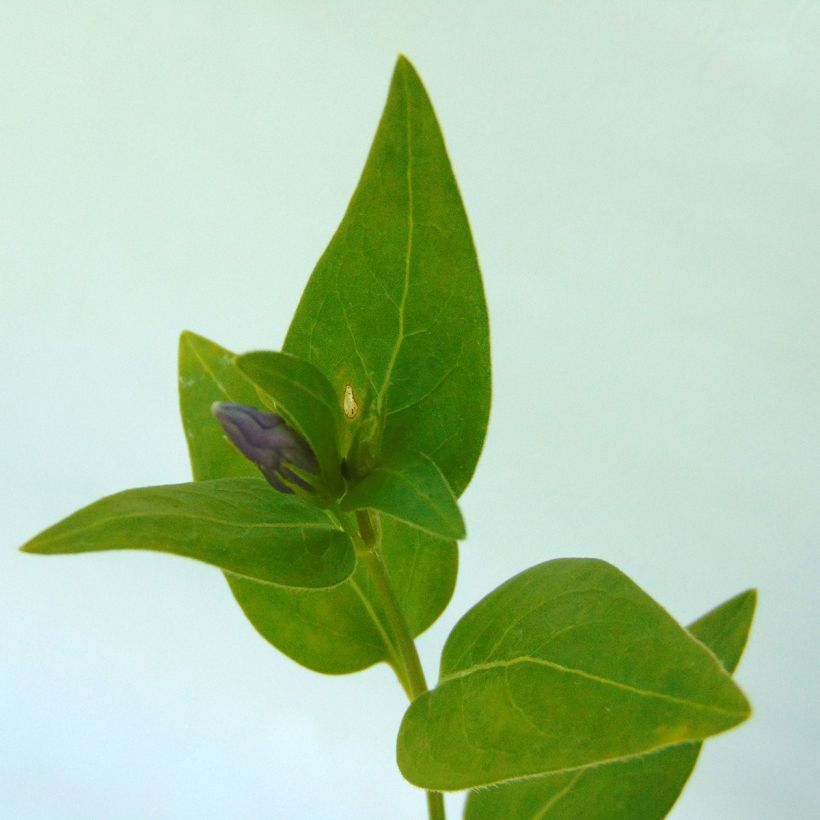 Pervinca maggiore - Vinca major (Fogliame)