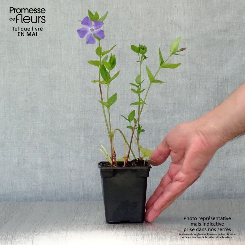 Pervinca maggiore - Vinca major Vasetto da 7/8 cm esemplare consegnato in primavera