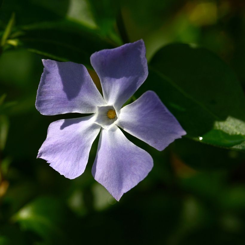 Pervinca maggiore - Vinca major (Fioritura)