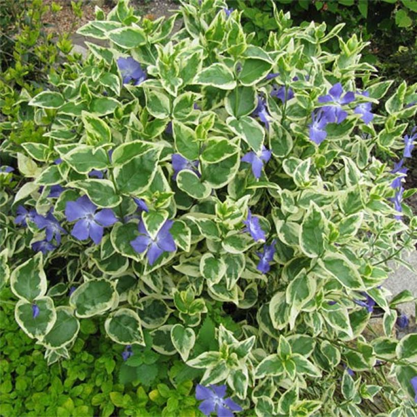 Vinca major Variegata - Pervinca maggiore (Porto)
