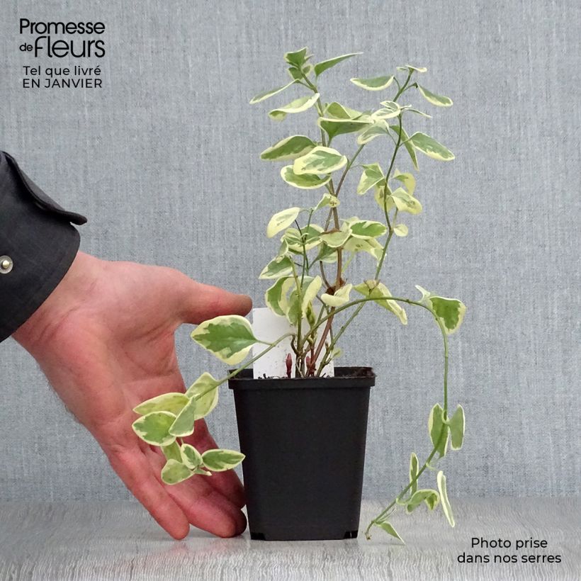 Vinca major Variegata - Pervinca maggiore Vasetto da 8/9 cm esemplare consegnato in inverno