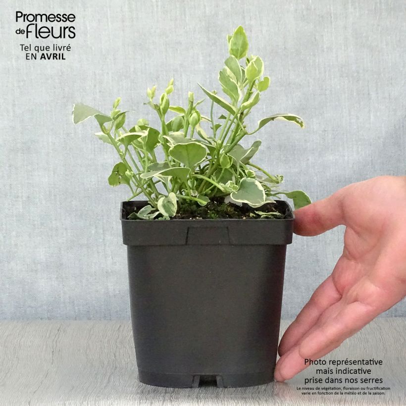 Vinca major Variegata - Pervinca maggiore Vaso da 2L/3L esemplare consegnato in primavera