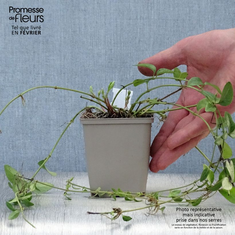 Vinca minor Alba - Pervinca minore Vasetto da 8/9 cm esemplare consegnato in inverno