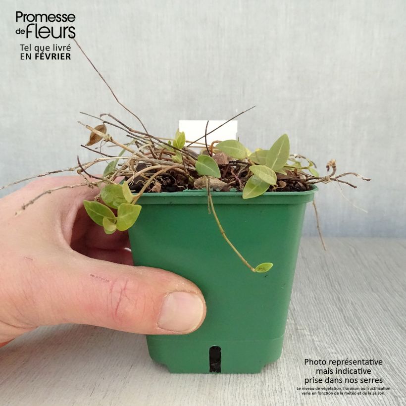 Vinca minor Anna - Pervinca minore Vasetto da 8/9 cm esemplare consegnato in inverno