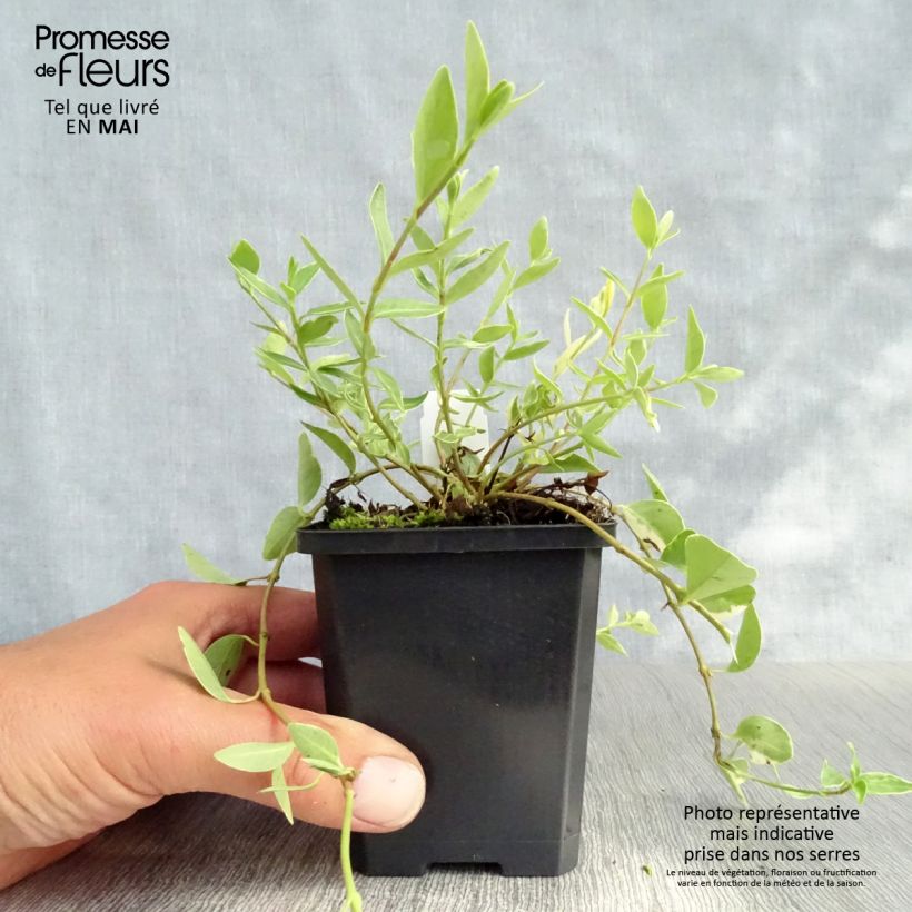 Vinca minor Argenteovariegata - Pervinca minore Vasetto da 8/9 cm esemplare consegnato in primavera