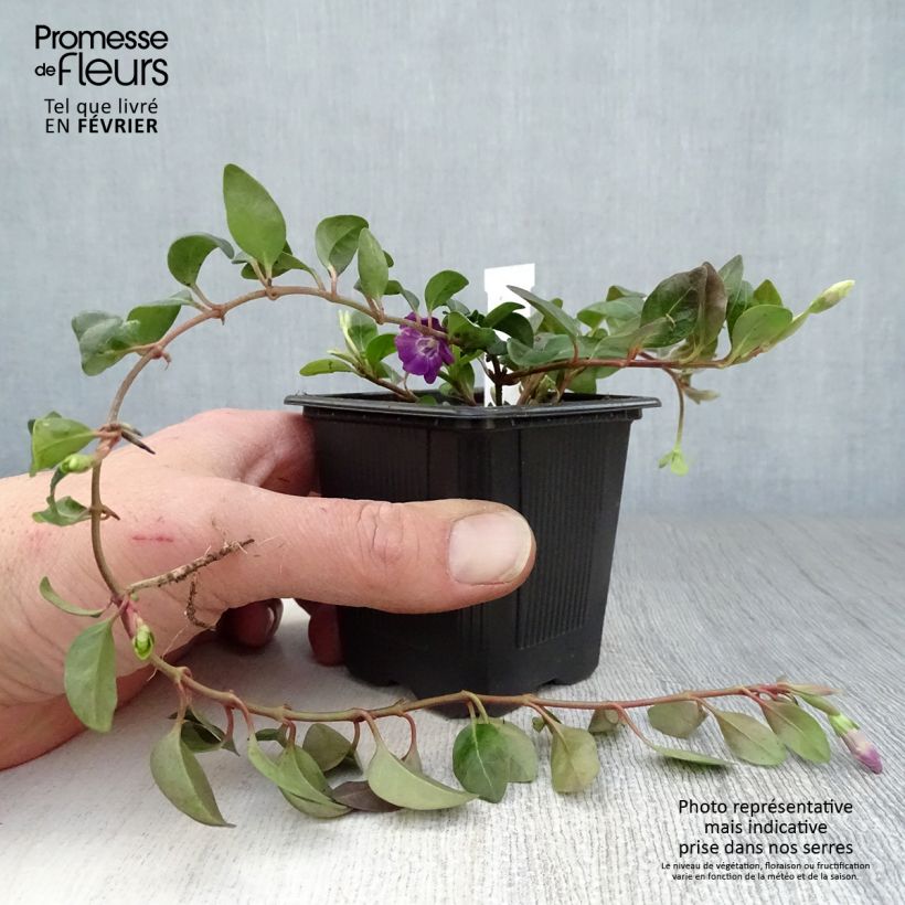 Vinca minor Atropurpurea - Pervinca minore Vasetto da 8/9 cm esemplare consegnato in inverno