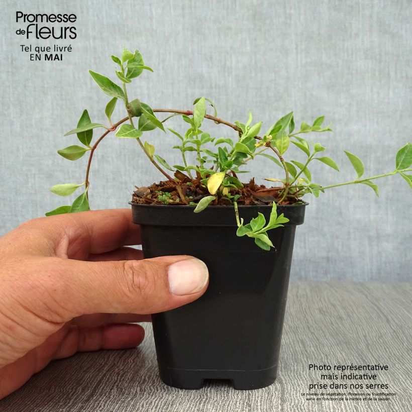 Vinca minor Atropurpurea - Pervinca minore Vasetto da 8/9 cm esemplare consegnato in primavera