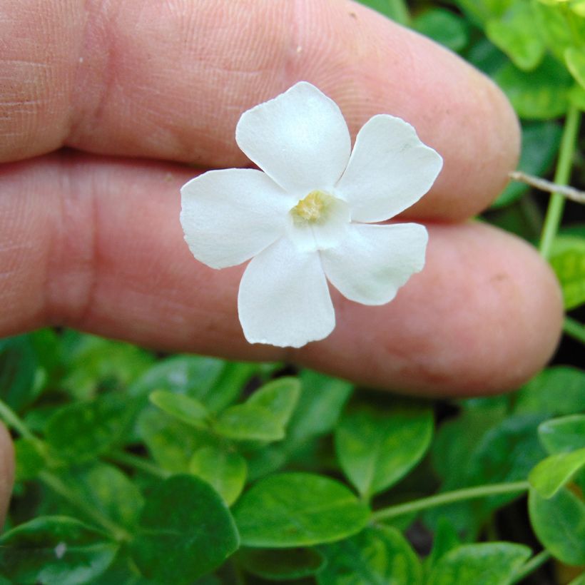 Vinca minor Gertrude Jekyll - Pervinca minore (Fioritura)