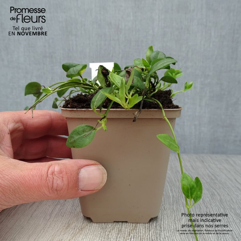Esemplare di Vinca minor Gertrude Jekyll - Pervinca minore Vasetto da 8/9 cm come consegnato in autunno